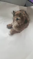 On Hold Akc Red watch video , a male Havanese for sale in Olean, NY – 6 of 9