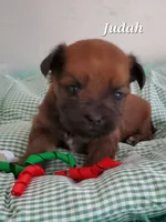 Akc Ch Grt Grandsire Dark Reds Coming Soon , a  Havanese for sale in Olean, NY – 7 of 9