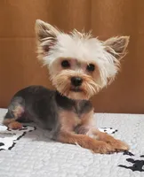 Akc  Blue Bee , a male Yorkshire Terrier for sale in Olean, NY – 5 of 6