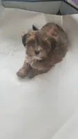 On Hold Akc Red watch video , a male Havanese for sale in Olean, NY – 8 of 9