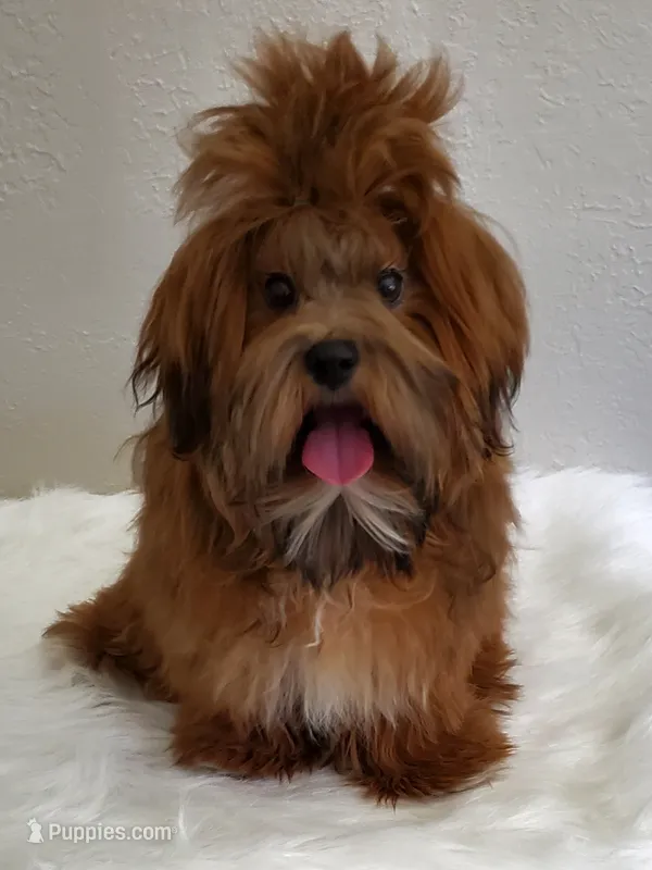 Akc Dark Red Football  – Havanese puppy for sale in Olean, NY