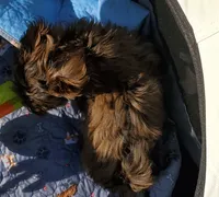 Akc Champion Great Grandsire Red , a male Havanese for sale in Olean, NY – 3 of 6