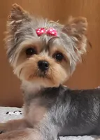 Akc 25 KARATE GOLD , a female Yorkshire Terrier for sale in Olean, NY – 2 of 9