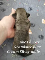Blue Akc Ch.Grt Grandsire , a male Havanese for sale in Olean, NY – 2 of 7
