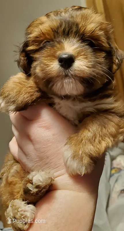 On Hold Akc Red Football  – Havanese puppy for sale in Olean, NY