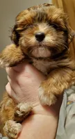 On Hold Akc Red watch video , a male Havanese for sale in Olean, NY – 1 of 9