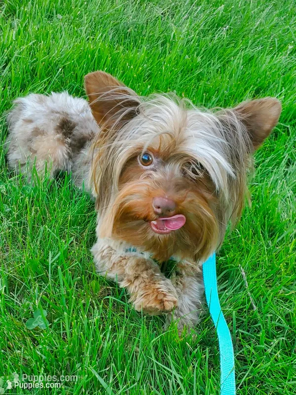 Chocolate Merle 6.5lbs  – Yorkshire Terrier puppy for sale in Olean, NY