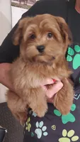 Akc Red video , a male Havanese for sale in Olean, NY – 3 of 8