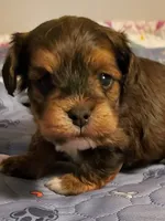 Akc ChGrCh Pedigree Reds , a  Havanese for sale in Olean, NY – 6 of 10