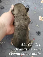 Blue Akc Ch.Grt Grandsire , a male Havanese for sale in Olean, NY – 3 of 7