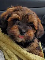 Akc Ch Grt Grandsire Dark Reds Coming Soon , a  Havanese for sale in Olean, NY – 2 of 9
