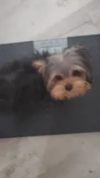 Akc Twinky weekend Special $1250.00 $300.Off , a female Yorkshire Terrier for sale in Olean, NY – 6 of 10