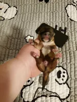 Akc Dark tiny Red , a male Havanese for sale in Olean, NY – 4 of 9