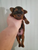 Akc Red Hiccups , a male Havanese for sale in Olean, NY – 4 of 8