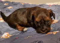 Akc ChGrCh Pedigree Reds , a  Havanese for sale in Olean, NY – 7 of 10