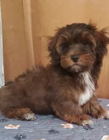 Akc Ch.Grt. Gr.Sr. Red Sable , a male Havanese for sale in Olean, NY – 6 of 8