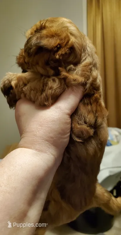 Akc Red Popsicle  – Havanese puppy for sale in Olean, NY