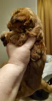 Akc Red Popsicle , a male Havanese for sale in Olean, NY – 4 of 9