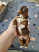 Deep Horizons Red Akc Ch. Grt. Grandsire  , a male Havanese for sale in Olean, NY – 3 of 9