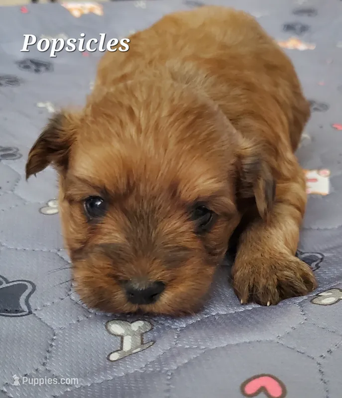Akc  Red Popsicle – Havanese puppy for sale in Olean, NY