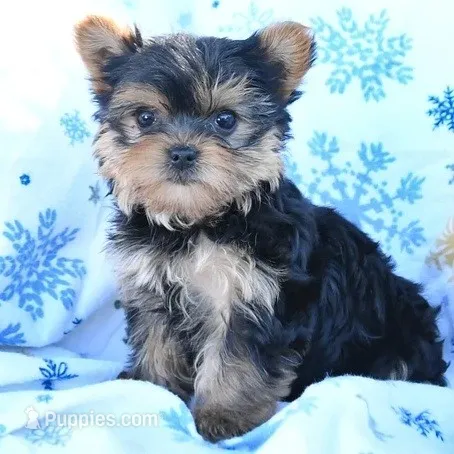 Read Whole Add Akc Pebbles is $1250.00 right now .  – Yorkshire Terrier puppy for sale in Olean, NY
