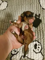 Akc Dark tiny Red , a male Havanese for sale in Olean, NY – 7 of 9