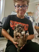 Akc Red Football , a male Havanese for sale in Olean, NY – 6 of 6