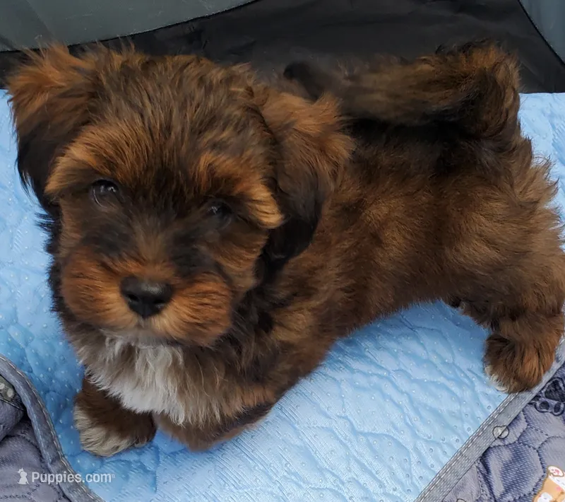 Akc Dark Red Flame Watch Video  – Havanese puppy for sale in Olean, NY