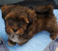 Akc Dark Red Flame Watch Video , a male Havanese for sale in Olean, NY – 3 of 10