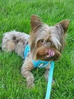 Chocolate Merle , a male Yorkshire Terrier for sale in Olean, NY – 3 of 6