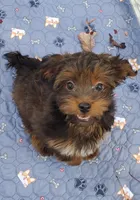 Akc small toy  Red Chocolate Sable , a male Havanese for sale in Olean, NY – 4 of 7