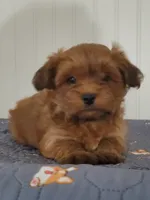 Akc Red Popsicle , a male Havanese for sale in Olean, NY – 8 of 9