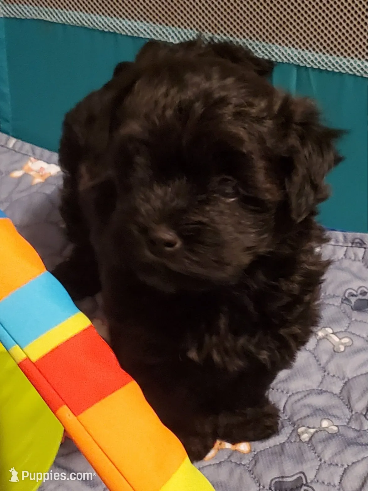 Gemma , a female Havanese and Havapoo for sale in Olean, NY – 2 of 8