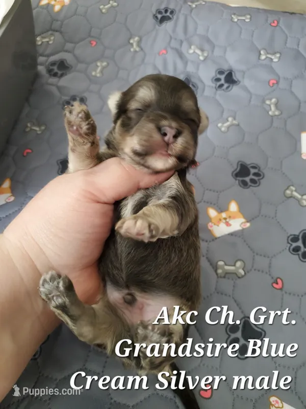 Blue Akc Ch.Grt Grandsire  – Havanese puppy for sale in Olean, NY