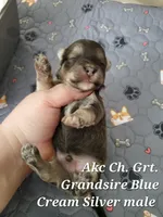Blue Akc Ch.Grt Grandsire , a male Havanese for sale in Olean, NY – 4 of 7
