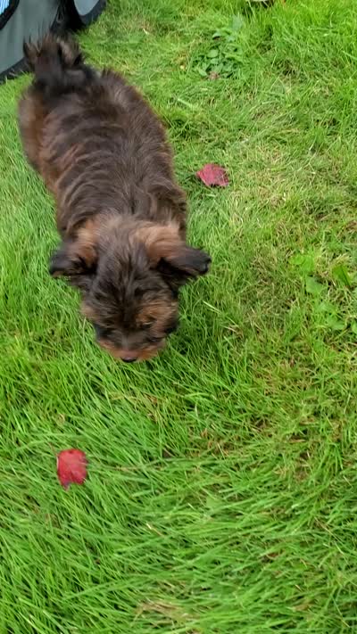 Akc Fire , a male Havanese for sale in Olean, NY – 10 of 10