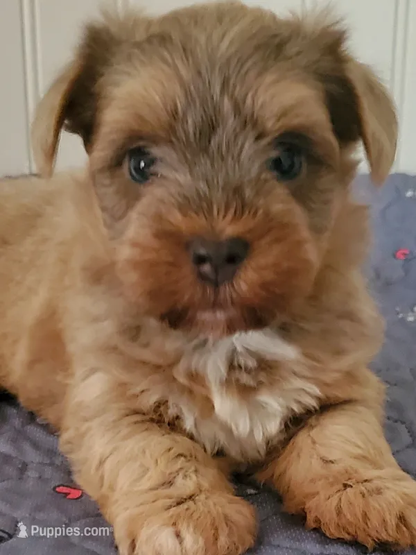 Akc Sonny  – Havanese puppy for sale in Olean, NY