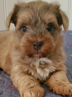 Akc Sonny , a male Havanese for sale in Olean, NY – 2 of 5