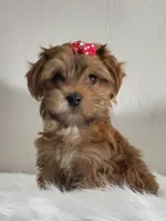 Proven Akc Champion Grandsire Red White , a male Havanese for sale in Olean, NY – Photo 7 of 10