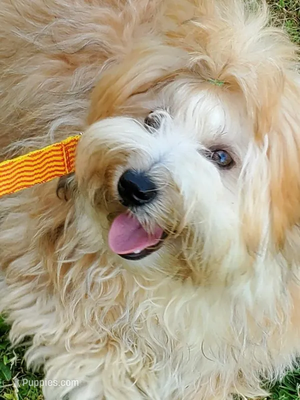 Proven Akc Champion Grandsire Red White  – Havanese puppy for sale in Olean, NY