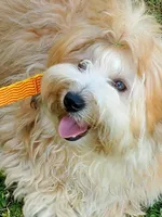 Proven Akc Champion Grandsire Red White , a male Havanese for sale in Olean, NY – Photo 2 of 10