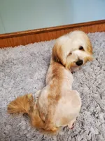 Proven Akc Champion Grandsire Red White , a male Havanese for sale in Olean, NY – Photo 6 of 10