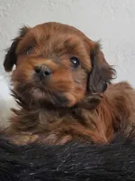 Proven Akc Champion Grandsire Red White , a male Havanese for sale in Olean, NY – Photo 9 of 10