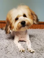 Proven Akc Champion Grandsire Red White , a male Havanese for sale in Olean, NY – Photo 4 of 10