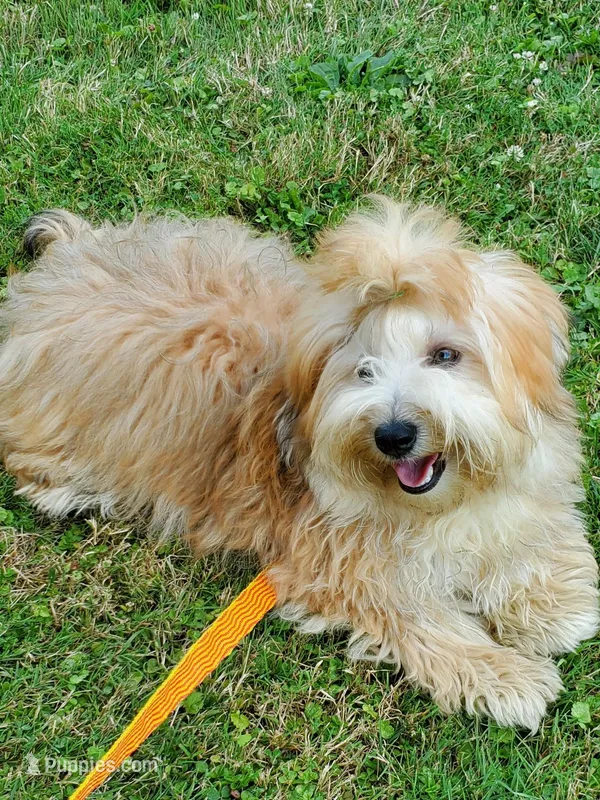 Proven Akc Champion Grandsire Red White  – Havanese puppy for sale in Olean, NY