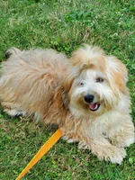 Proven Akc Champion Grandsire Red White , a male Havanese for sale in Olean, NY – Photo 3 of 10