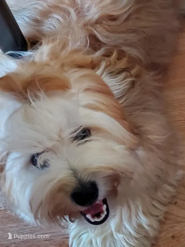 Proven Akc Champion Grandsire Red White  – Havanese puppy for sale in Olean, NY