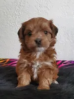 Proven Akc Champion Grandsire Red White , a male Havanese for sale in Olean, NY – Photo 10 of 10