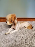 Proven Akc Champion Grandsire Red White , a male Havanese for sale in Olean, NY – Photo 5 of 10