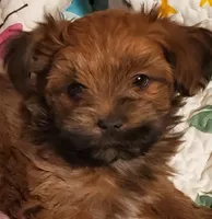 Proven Akc Champion Grandsire Red White , a male Havanese for sale in Olean, NY – Photo 8 of 10